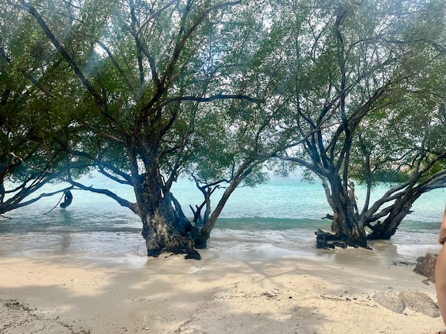 Image illustrant les arbres poussant dans le sable au bord de l'eau, plage de Freedom Beach, Koh Tao, Thaïlande.
© Camille Loupias