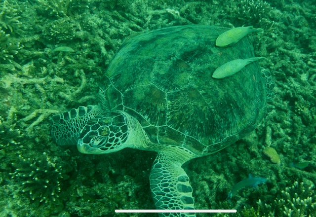 Photo prise sous l'eau d'une tortue marine, Koh Tao, Thaïlande.
© Camille Loupias